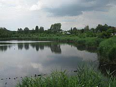 Staw Kalina